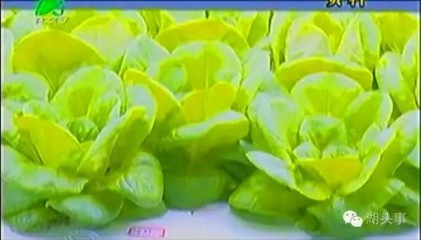 三安集團(tuán)70億布局LED植物照明工廠，年產(chǎn)值預(yù)計(jì)超80億